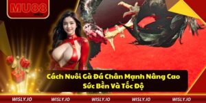 Cách Nuôi Gà Đá Chân Mạnh Nâng Cao Sức Bền Và Tốc Độ