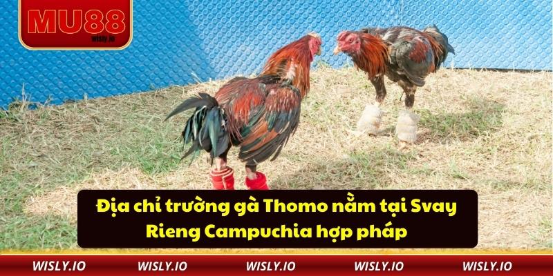 Địa Chỉ Trường Gà Thomo Và Những Bí Mật Ít Ai Biết Địa chỉ trường gà Thomo nằm tại Svay Rieng Campuchia hợp pháp