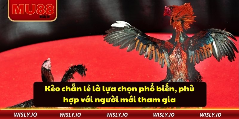 Đá Gà C1 - Sân Chơi Mang Đến Trải Nghiệm Kịch Tính Kèo chẵn lẻ là lựa chọn phổ biến, phù hợp với người mới tham gia